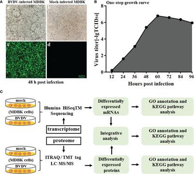 Integrative Transcriptomics and Proteomics Analysis Provide a Deep Insight Into Bovine Viral Diarrhea Virus-Host Interactions During BVDV Infection